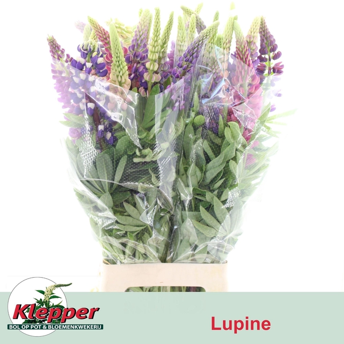 <h4>Lupinus</h4>