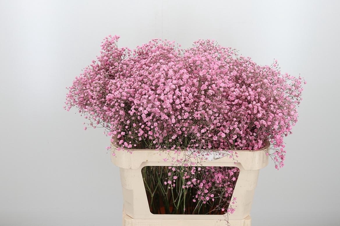 <h4>Gyps Kl Bh New Roze</h4>