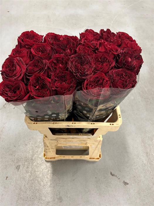 <h4>R GR Red X-pression</h4>