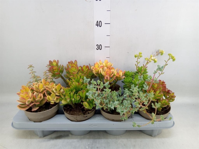 <h4>Crassula   ...mix</h4>