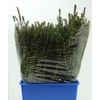 MYRTUS ELISIR TARANTINO 400