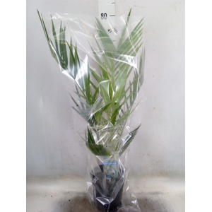 Phoenix canariensis