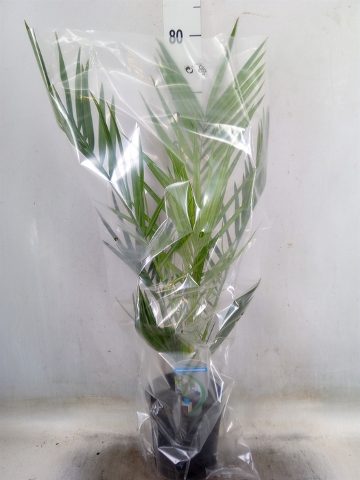 <h4>Phoenix canariensis</h4>