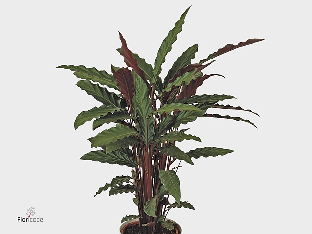 Calathea rufibarba