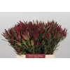 Leucadendron Fireglow Spray