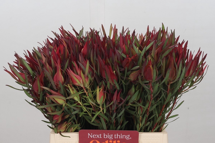 Leucadendron Fireglow Spray