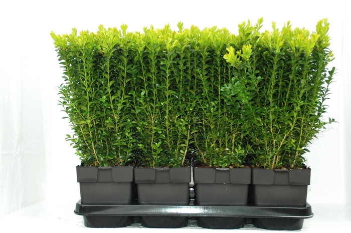 <h4>Buxus sempervirens</h4>