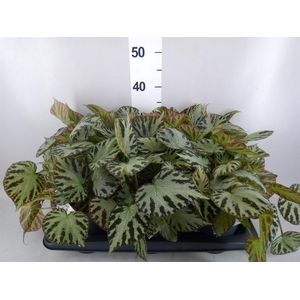 Begonia BD  'Silver Jewell'
