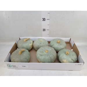 Cucurbita pepo 'Jarrahdale'
