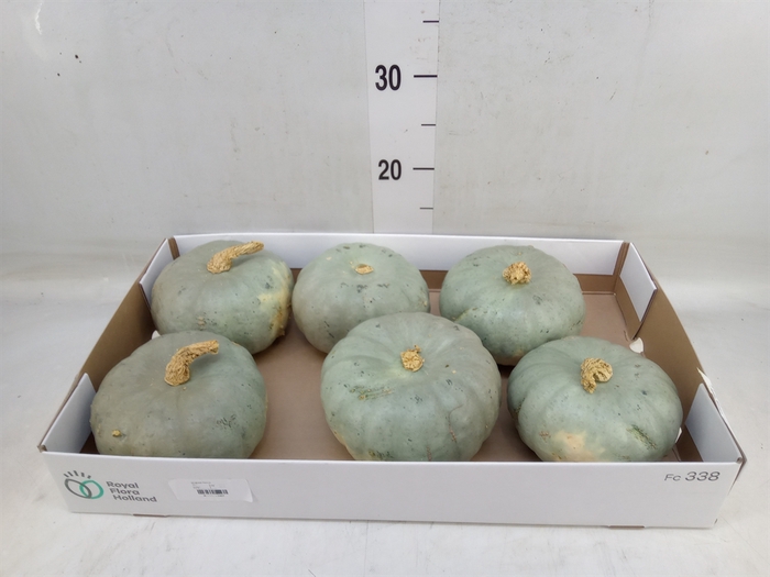 <h4>Cucurbita pepo 'Jarrahdale'</h4>