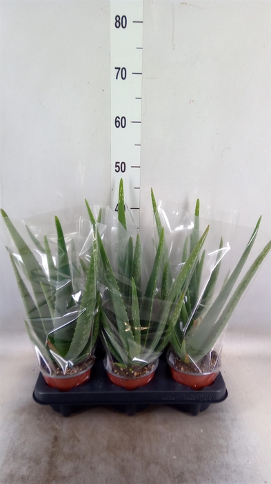 <h4>Aloe vera</h4>