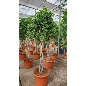 Ficus