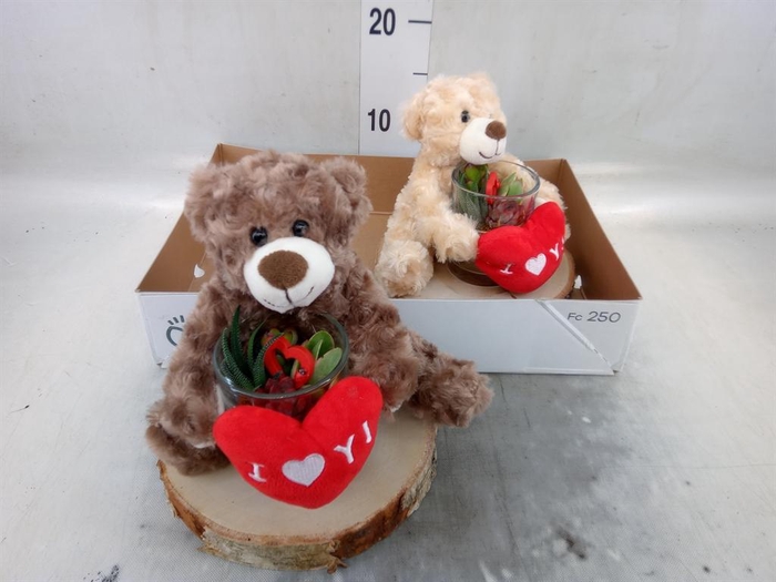 <h4>Arr.  Succulents L%</h4>