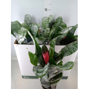 Aechmea fasciata 'Primera'