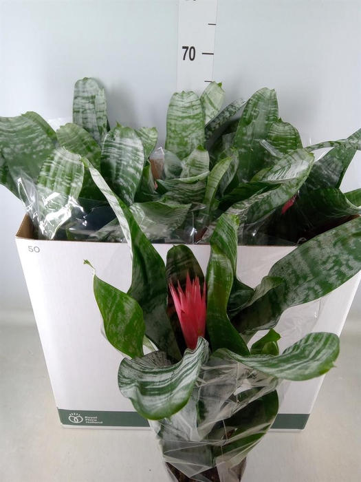 <h4>Aechmea fasciata 'Primera'</h4>