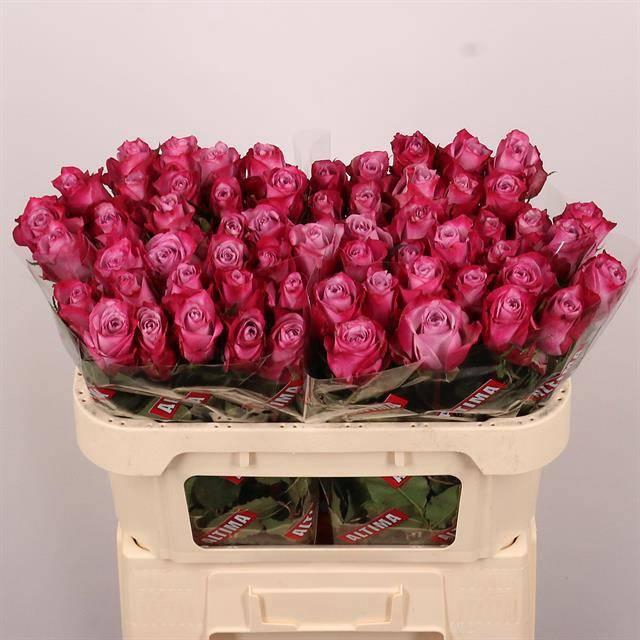 <h4>R GR DEEP PURPLE</h4>