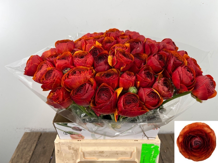 <h4>RANUNCULUS OV</h4>