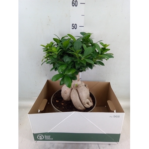 Ficus microcarpa 'Ginseng'