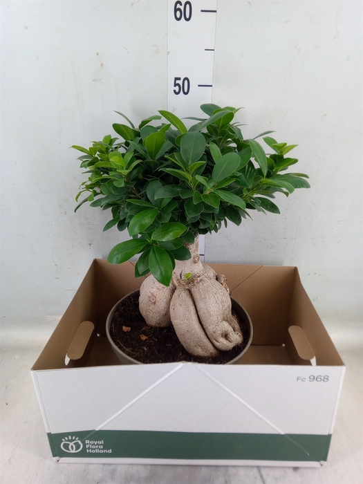 <h4>Ficus microcarpa 'Ginseng'</h4>