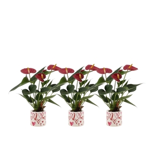 Anthurium 7 cm Diamond Red in Stockholm ceramics