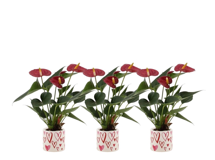 <h4>Anthurium 7 cm Diamond Red in Stockholm ceramics</h4>
