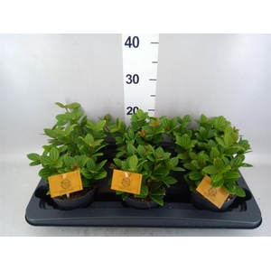 Peperomia