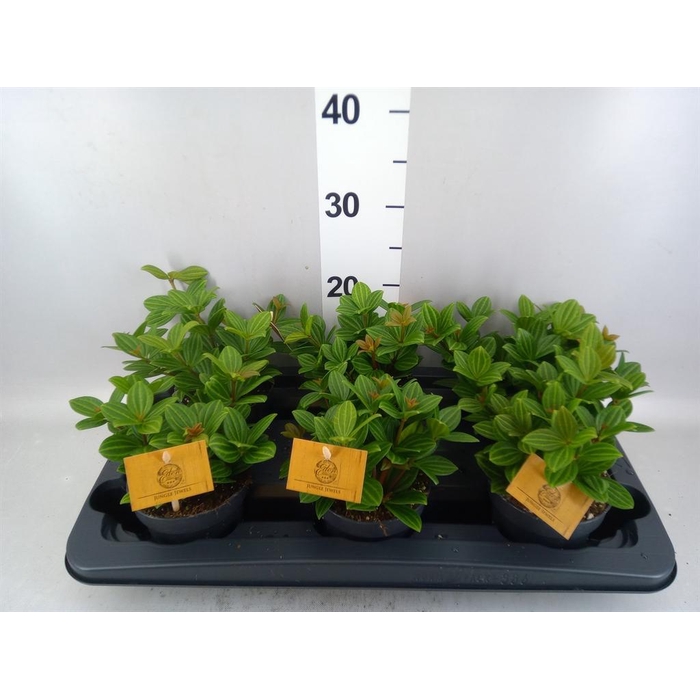 <h4>Peperomia</h4>