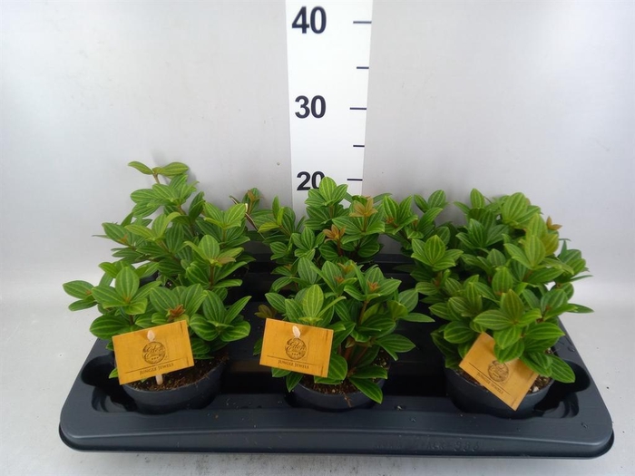 Peperomia