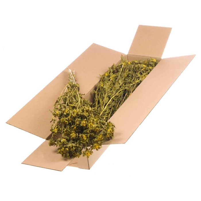 <h4>Bidens (carthamus) Sb Yellow</h4>