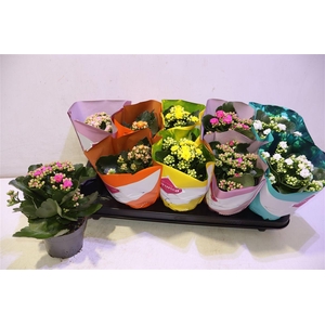 arr8 Kalanchoe Double Deluxe Mix
