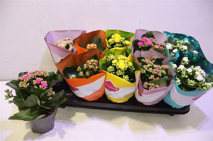 <h4>arr8 Kalanchoe Double Deluxe Mix</h4>