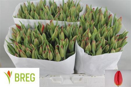 <h4>Tu En Strong Fire</h4>