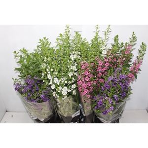 ANGELONIA P14 VARIADO
