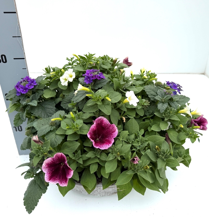 <h4>PERKPL GEM IN POT</h4>