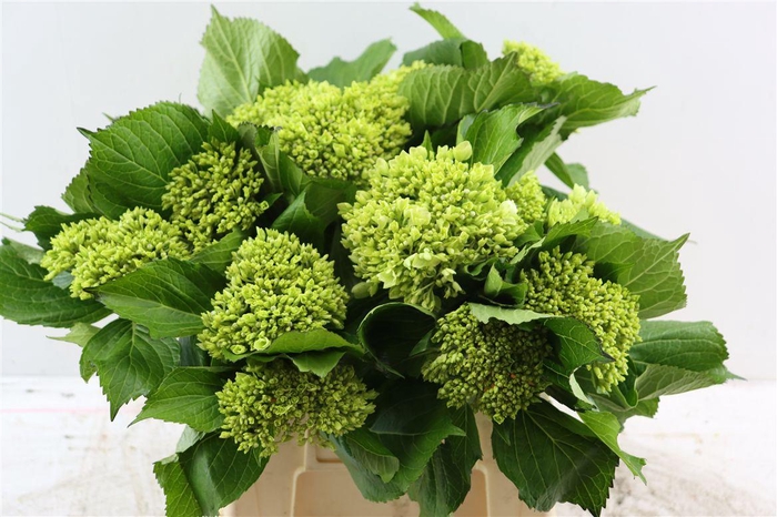 <h4>Hydr M Mini Green</h4>