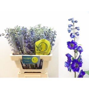 DELPH EN BLACK KNIGH