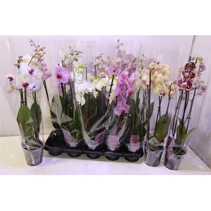Phal Gem