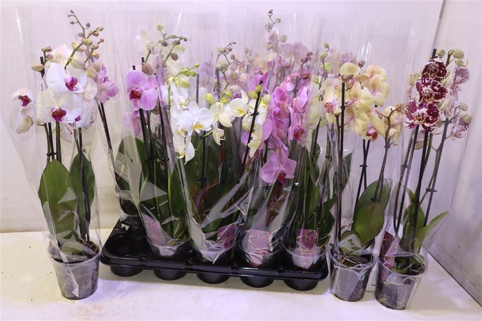 <h4>Phal Gem</h4>