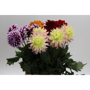 Dahlia Gemengd in fust