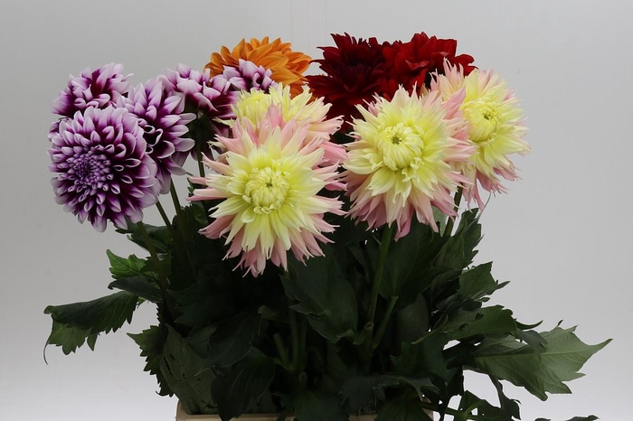 <h4>Dahlia Gemengd in fust</h4>