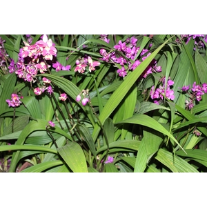 ORQUIDEA SPATHOGLOTTIS P24