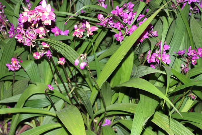 ORQUIDEA SPATHOGLOTTIS P24