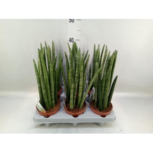 Sansevieria cyl.  ...