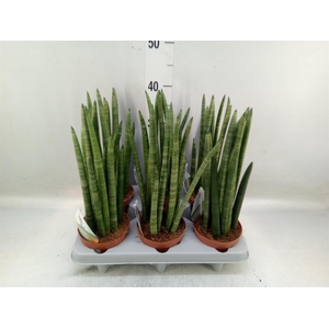 Sansevieria cyl.  ...