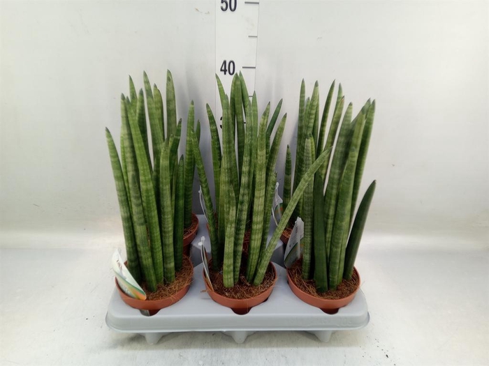 <h4>Sansevieria cyl. ...</h4>