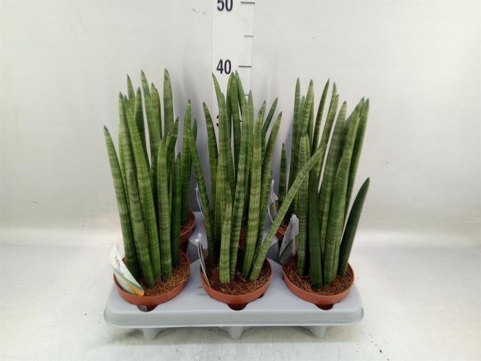 <h4>Sansevieria cyl.  ...</h4>