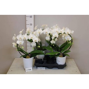 PHAL EL CASCADE