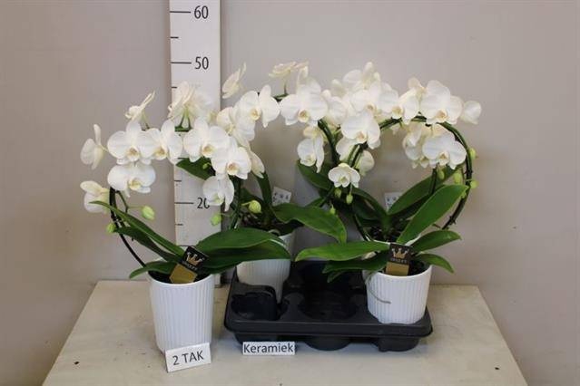 <h4>PHAL EL CASCADE</h4>