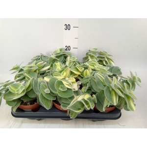 Tradescantia   ...mix