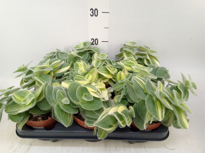<h4>Tradescantia   ...mix</h4>